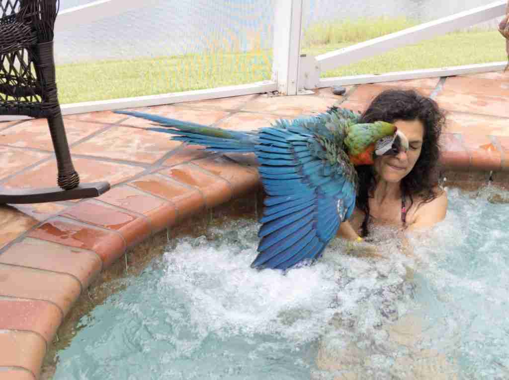 Parrot at the Blissful Sanctuary