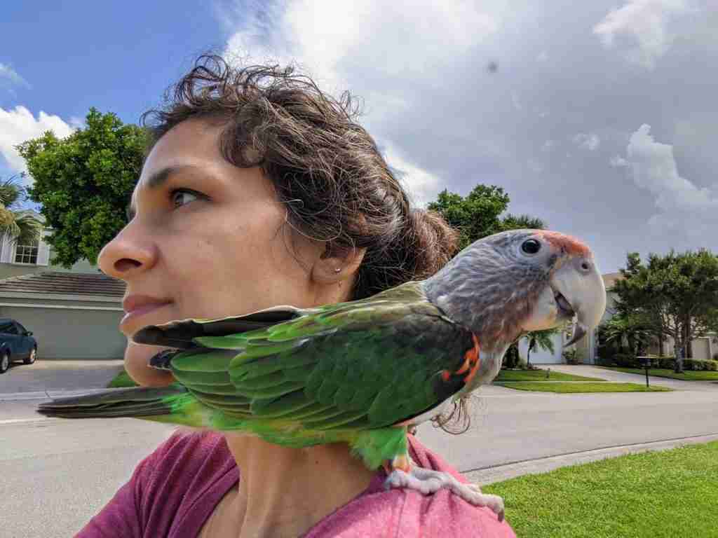 Parrot at the Blissful Sanctuary