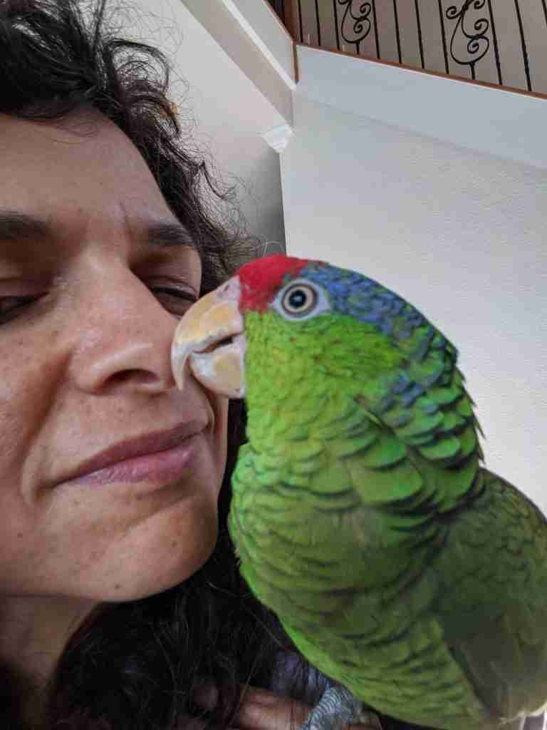 Parrot at the Blissful Sanctuary