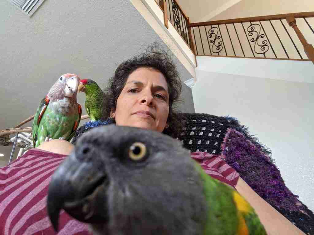 Parrot at the Blissful Sanctuary