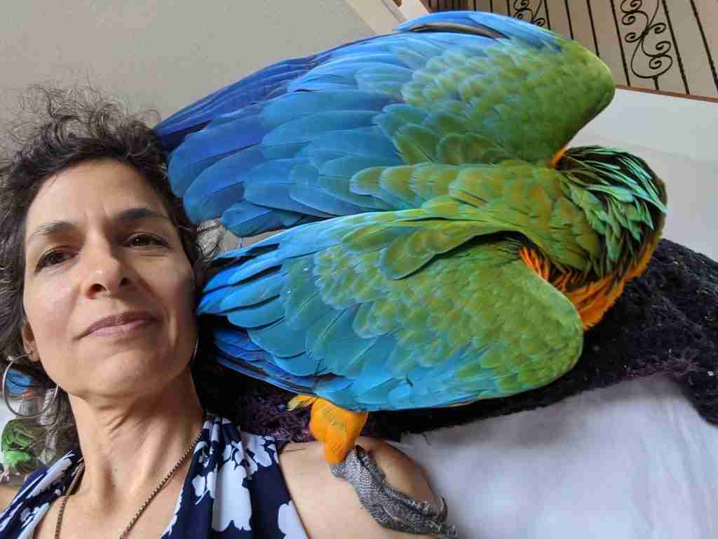 Parrot at the Blissful Sanctuary