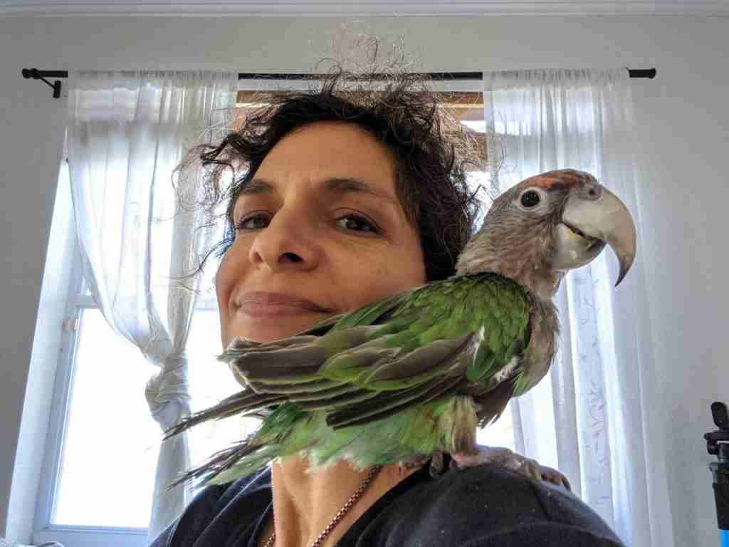 Parrot at the Blissful Sanctuary