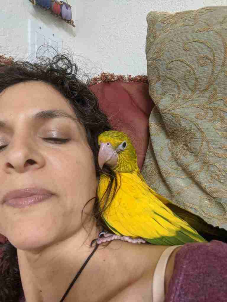 Parrot at the Blissful Sanctuary