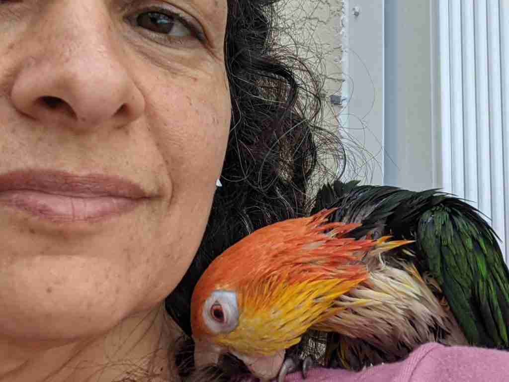 Parrot at the Blissful Sanctuary