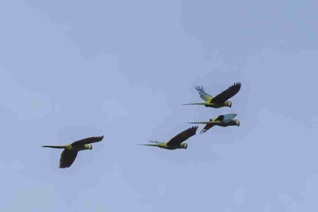 Severe Macaw