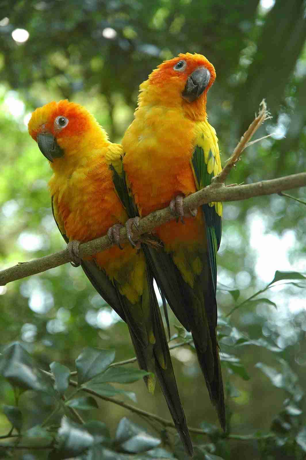 Conures