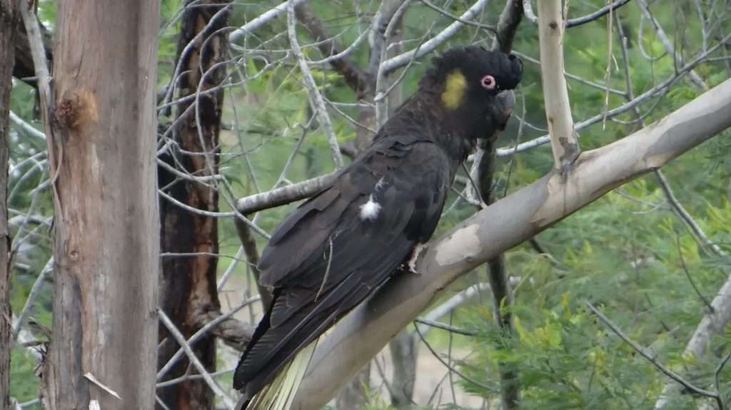 Yellow-tailed Black Cockatoo