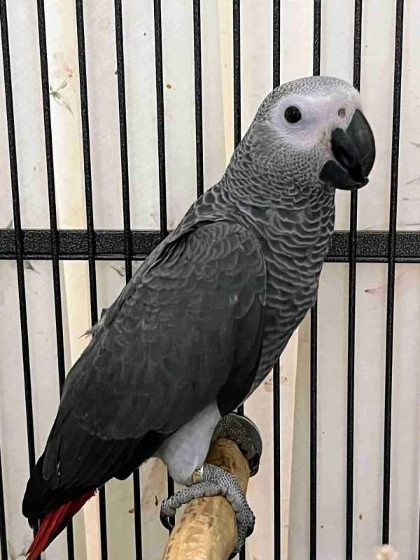 African Grey Baby