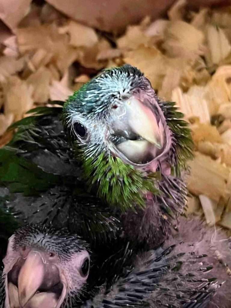 Hand-raised Hahn's Macaw at Parrot Bliss in West Palm Beach, FL.