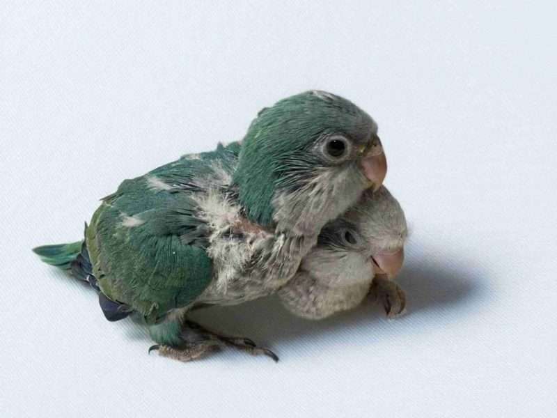 Quakers