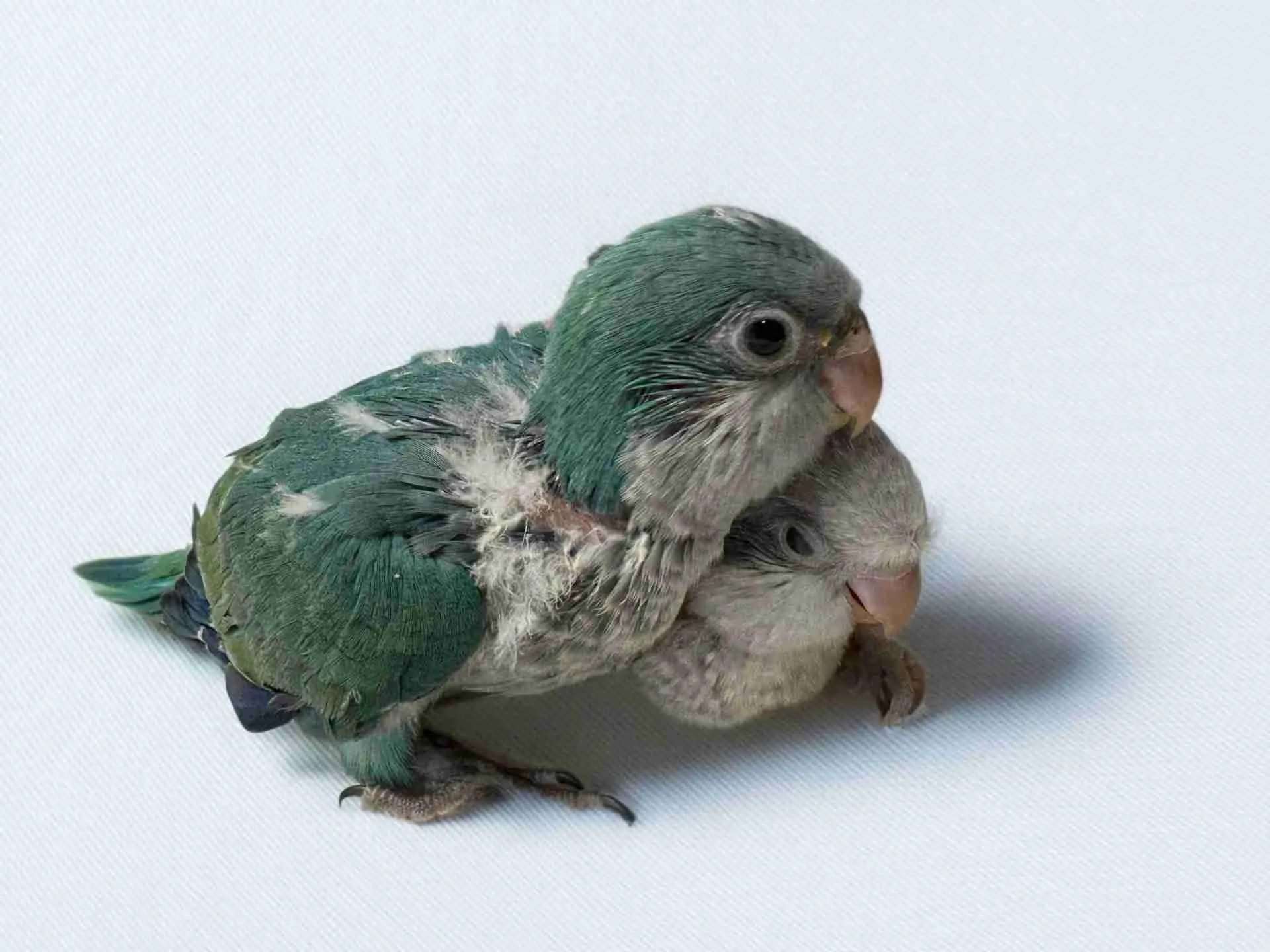 Quaker Parrots