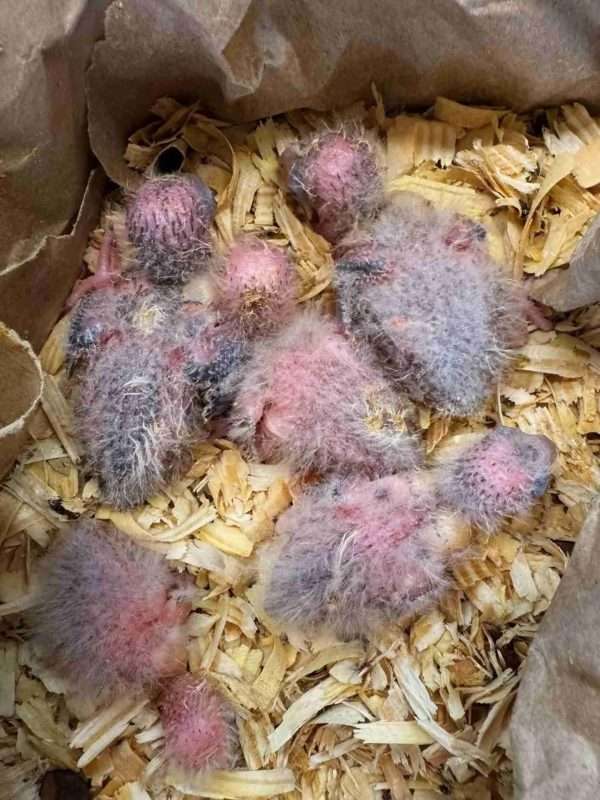 Just hatched!