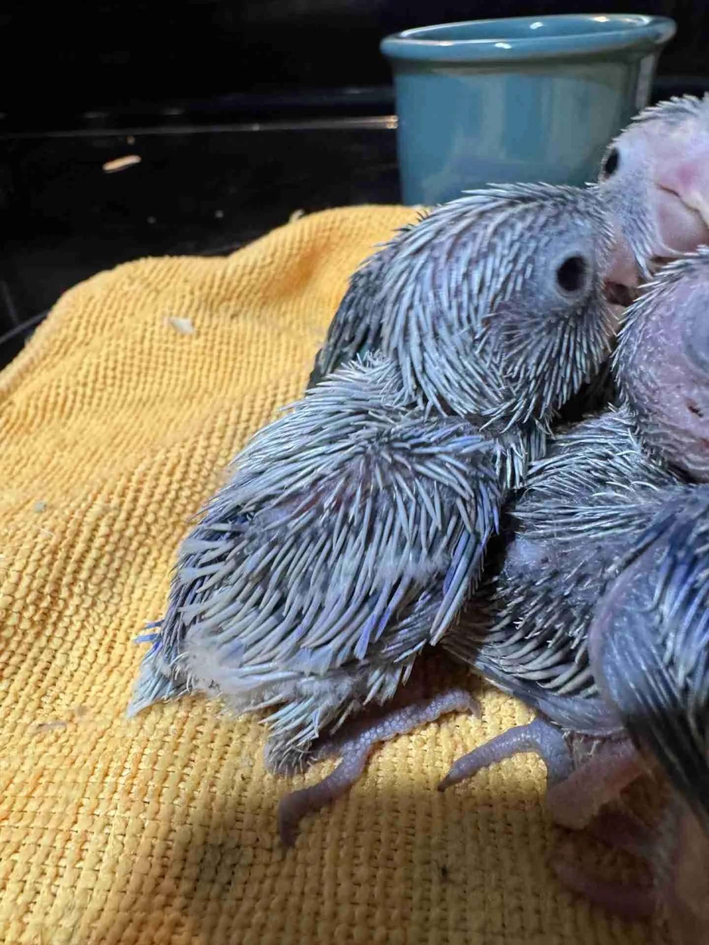 Pacific Parrotlets