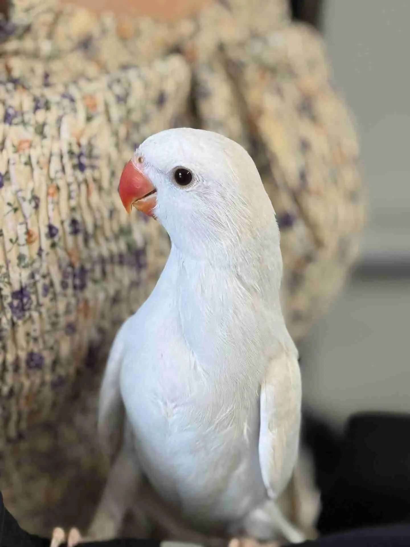 Indian Ringnecks