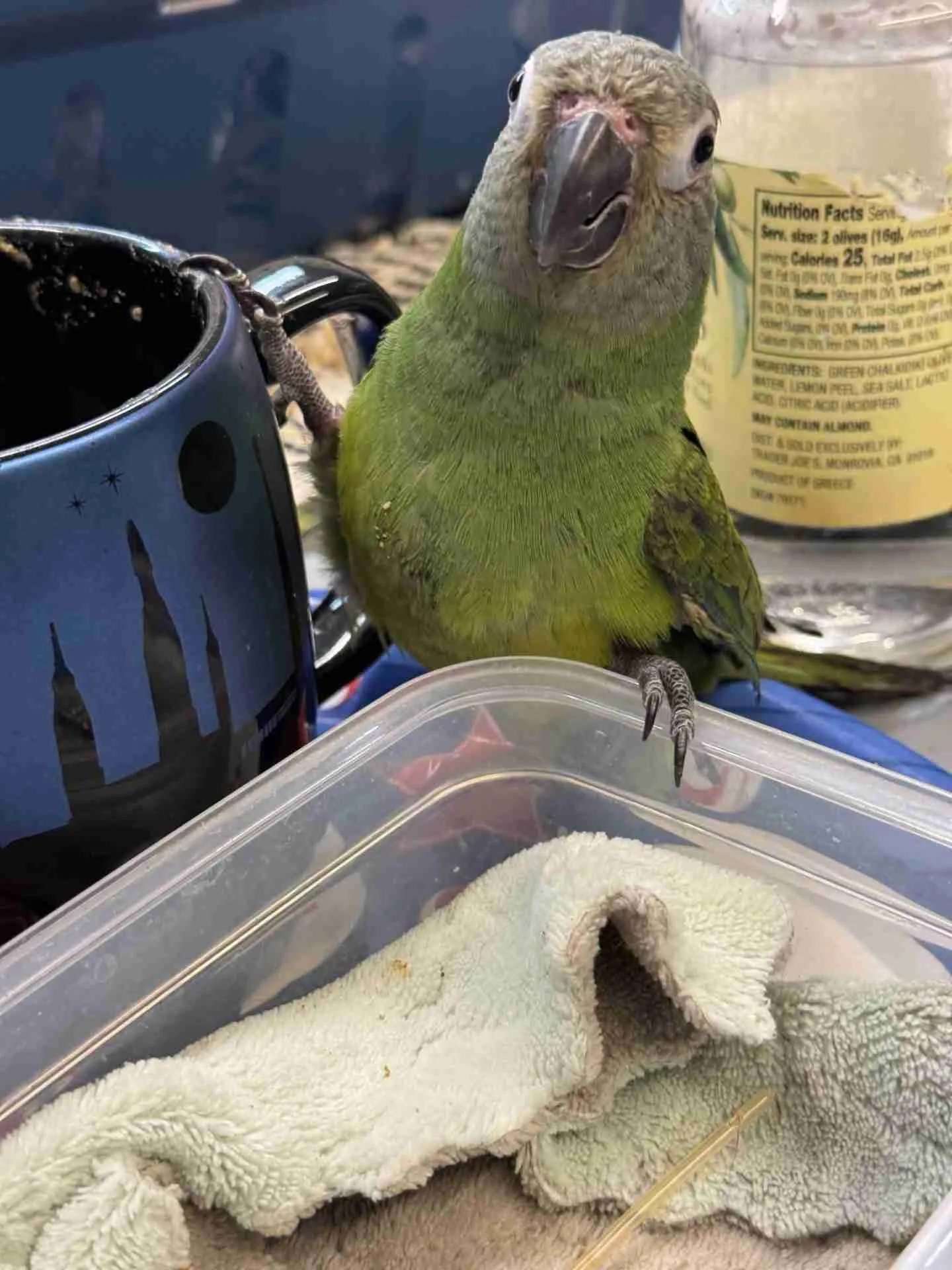 Dusky Conures