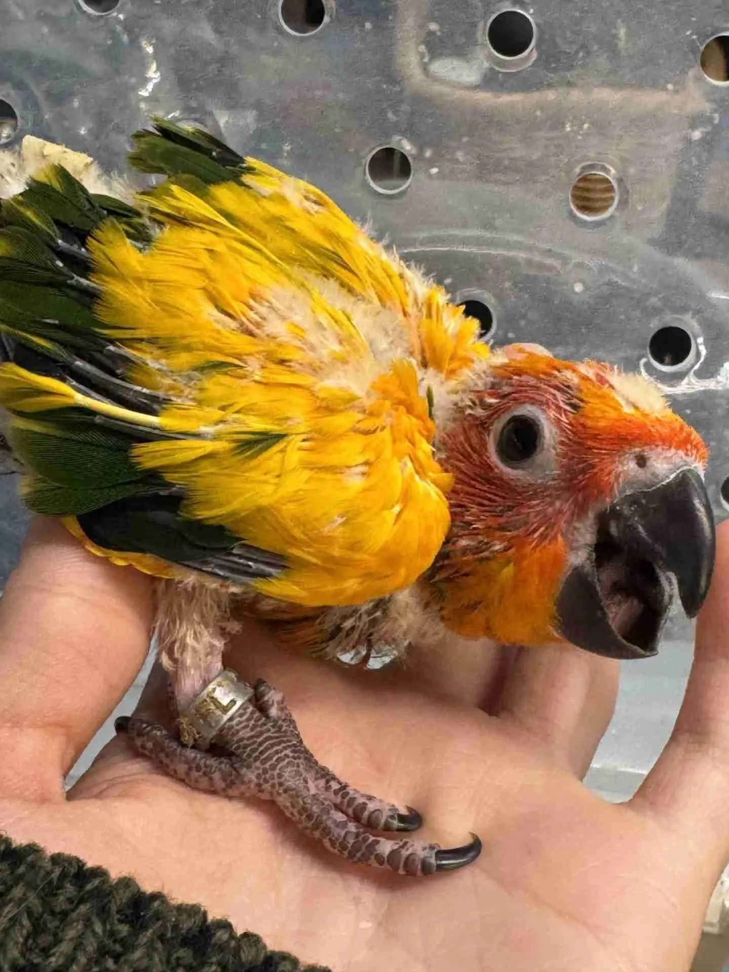 Sun Conures