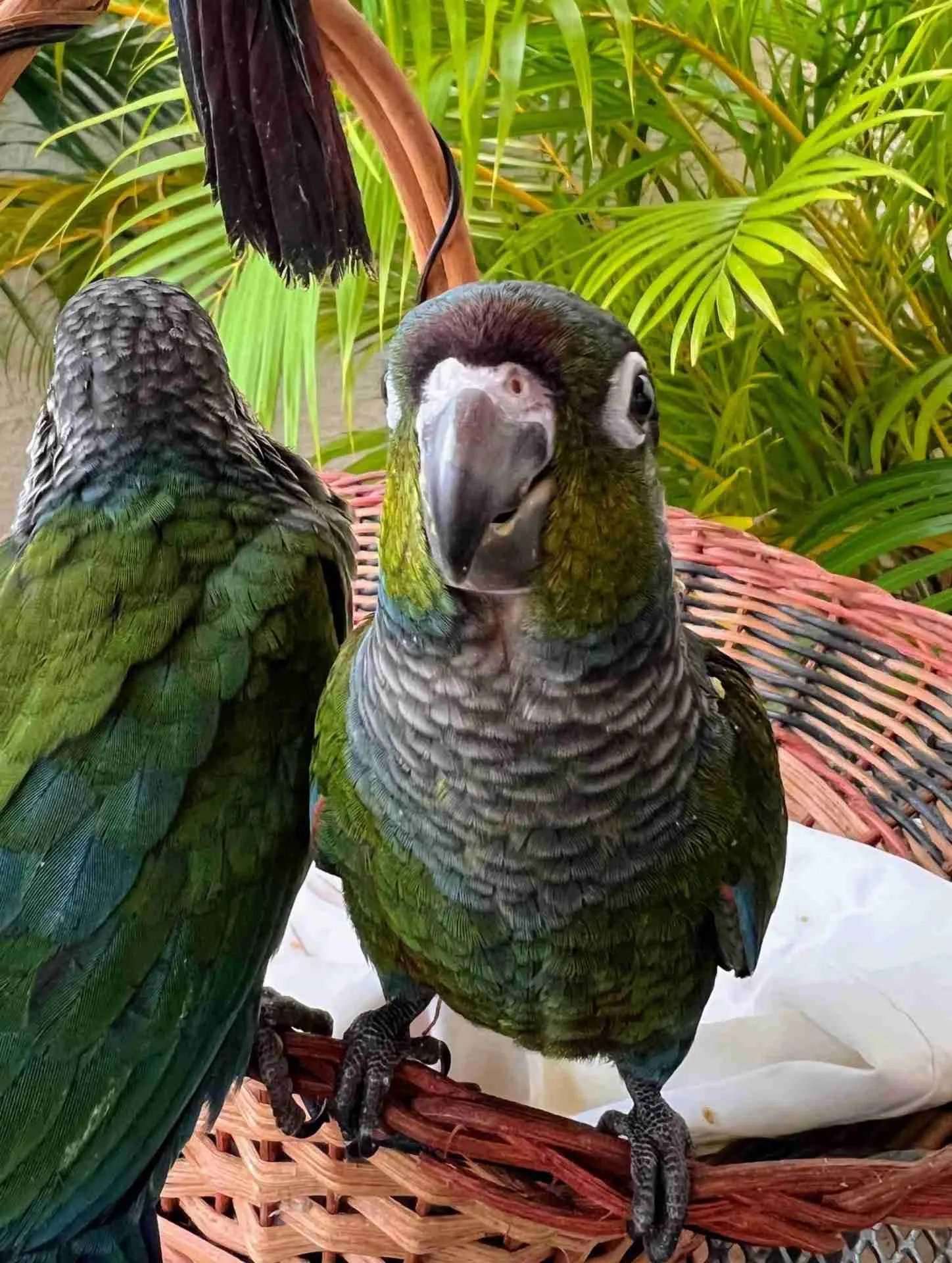 Crimson-bellied Conures