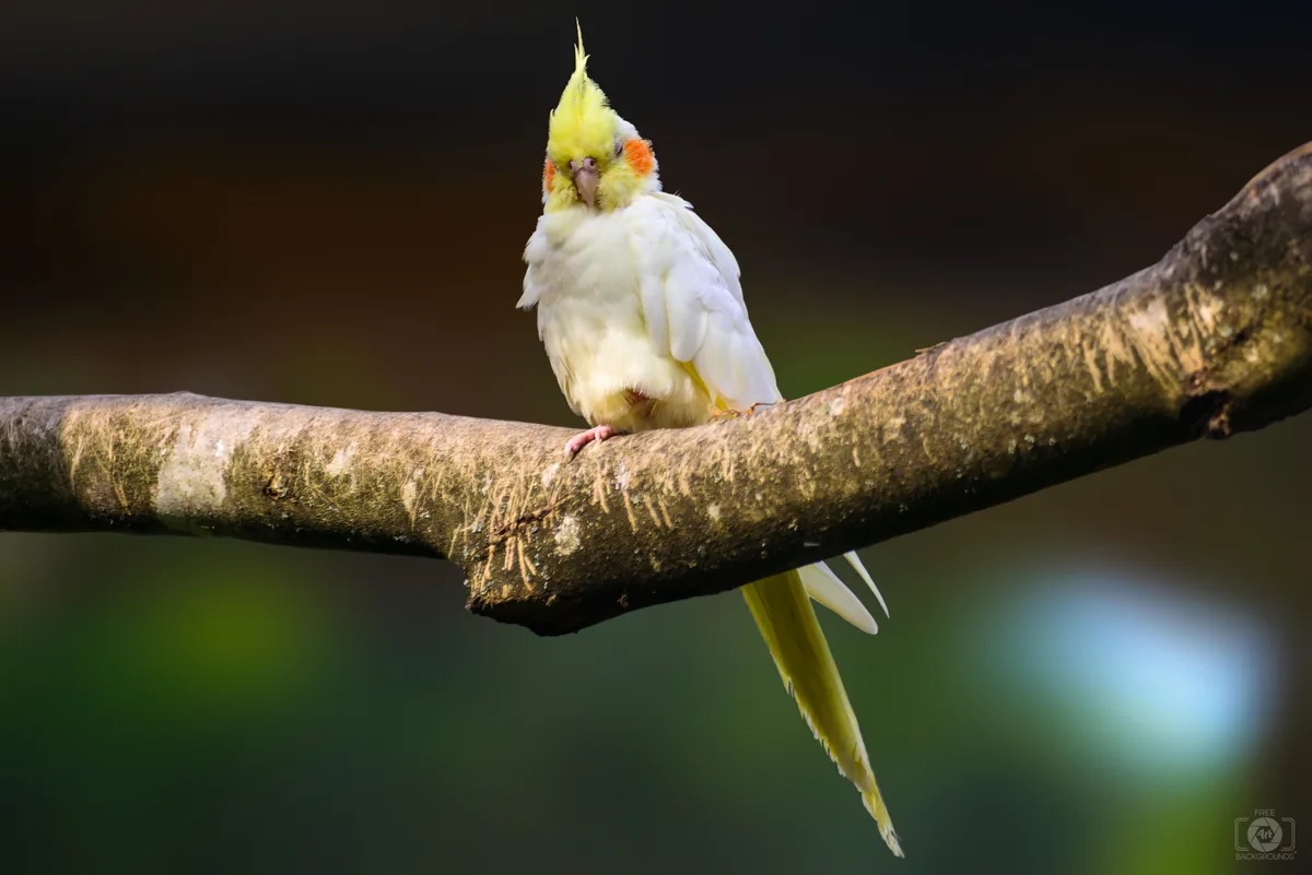 Parakeets