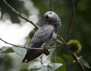 Congo African Grey