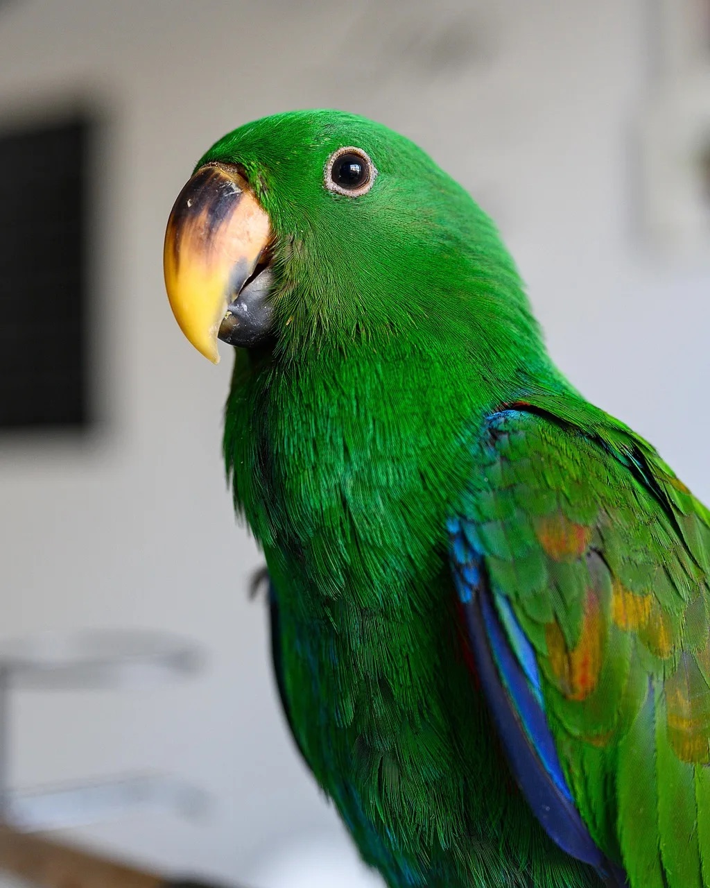 Other Parrot Species