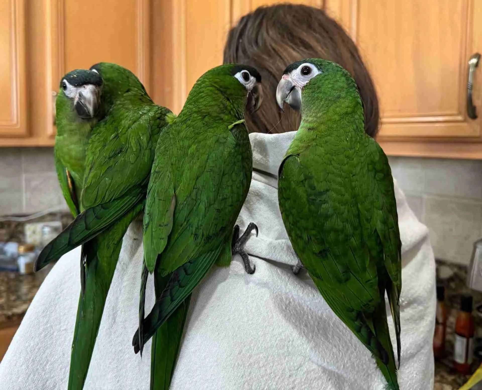 Hahn's Macaws (Mini Macaw)