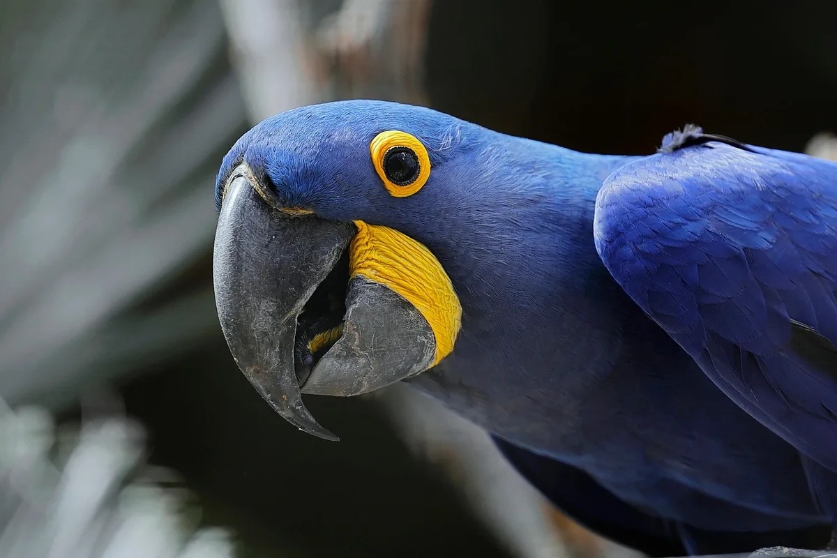 Hyacinth Macaw — the most striking parrot in Kalyn's guide