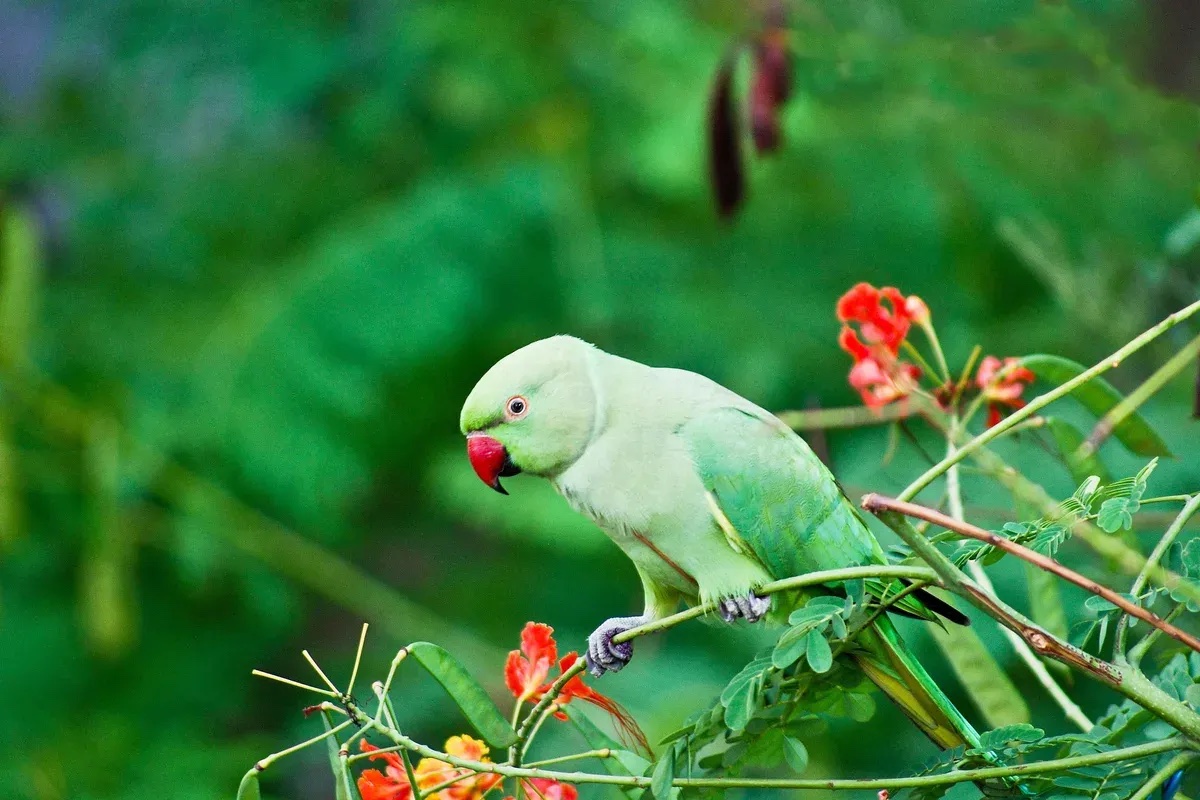 Indian Ringneck