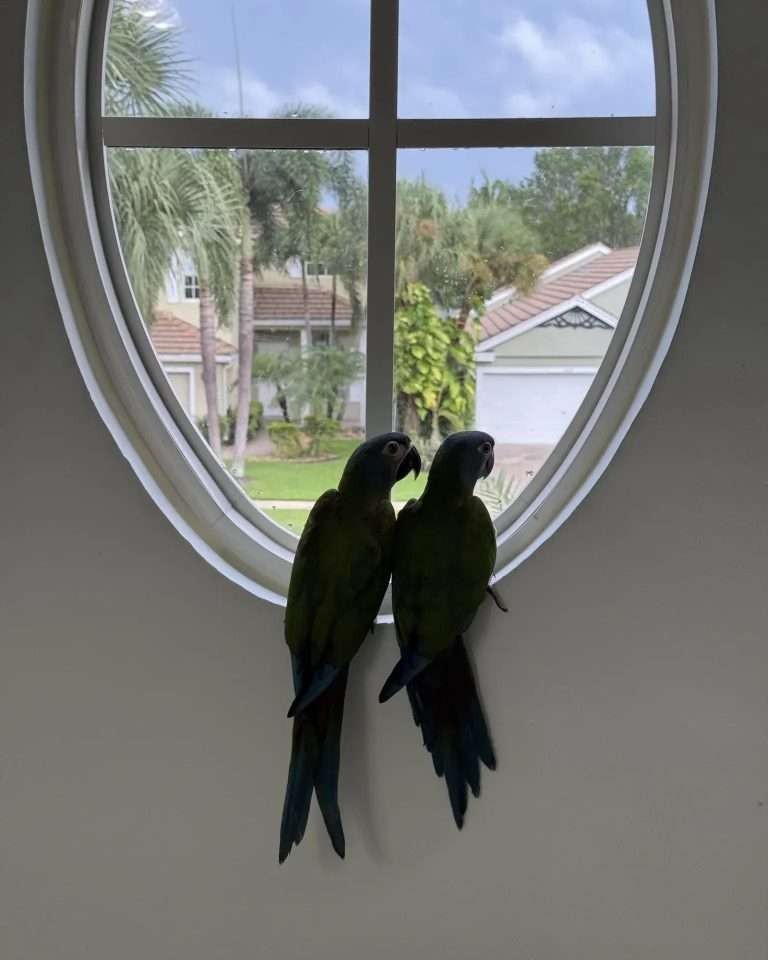 Keeping A Happy Parrot Flock That Gets Along