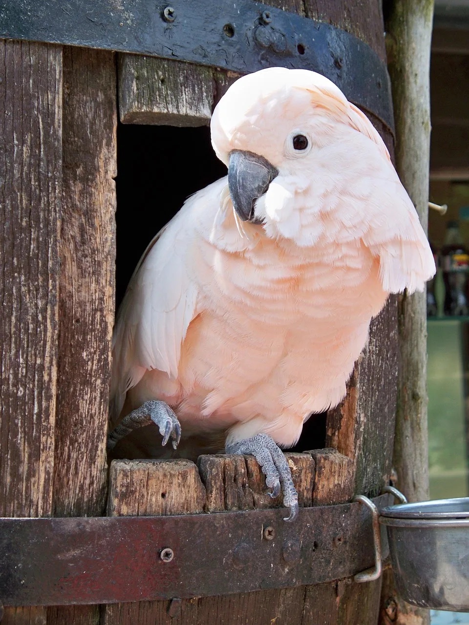 Cockatoos