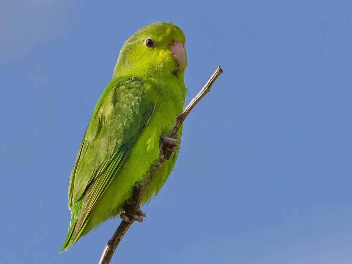 Pacific Parrotlet