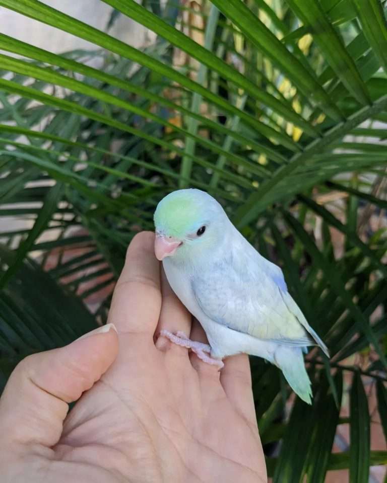 Pastel pied Pacific Parrotlet perched on a finger, palm fronds in late-day light.