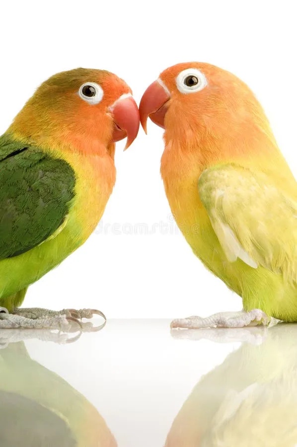 Lovebirds