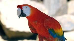 Scarlet Macaw