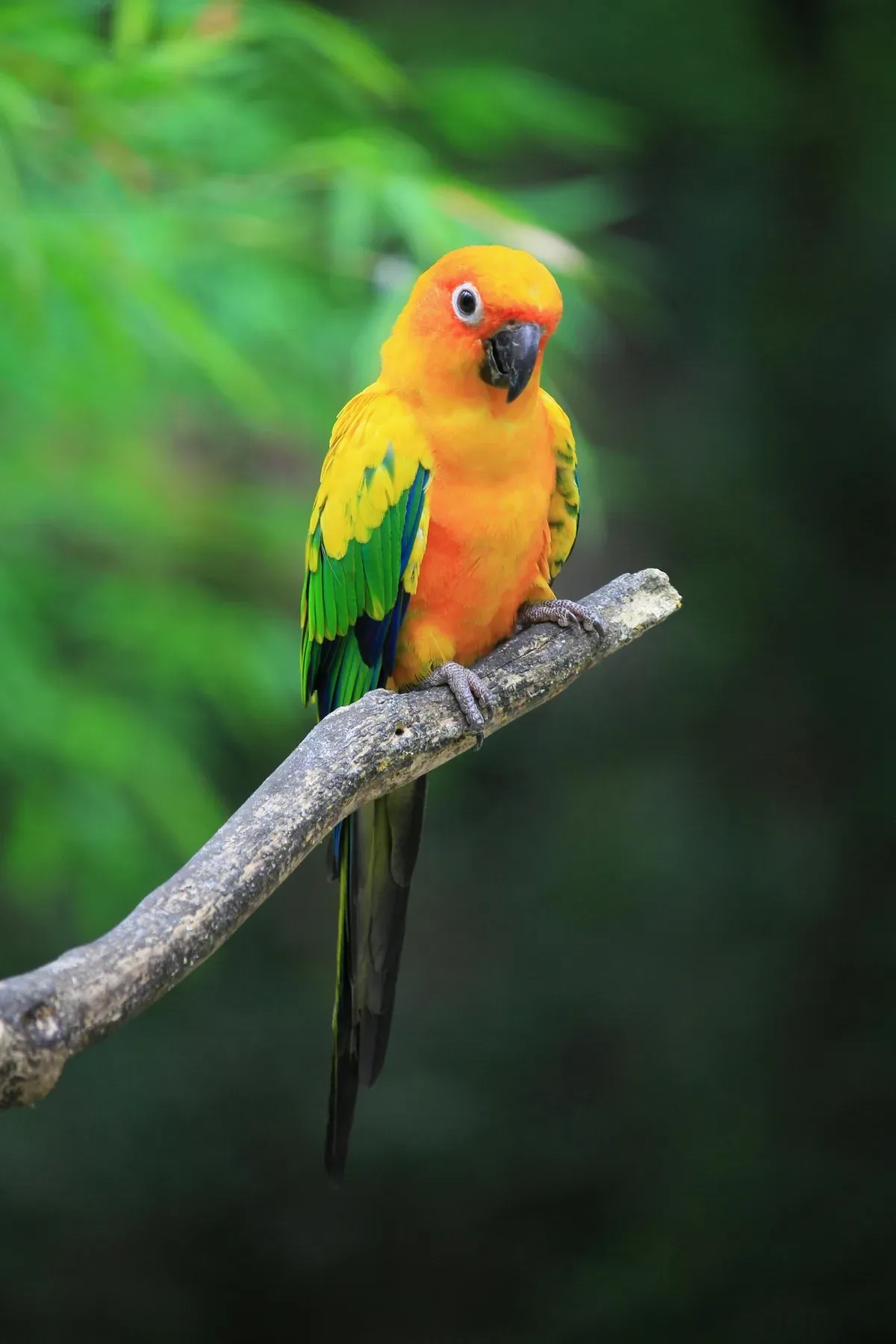 Sun Conure