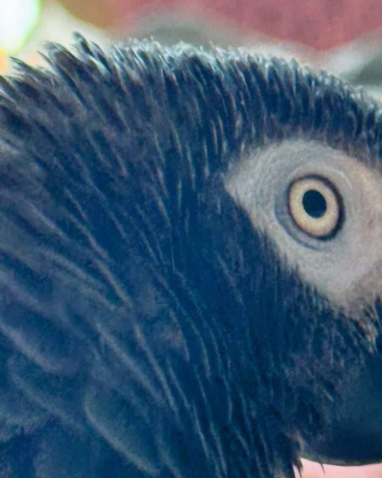 Timneh African Grey Parrots