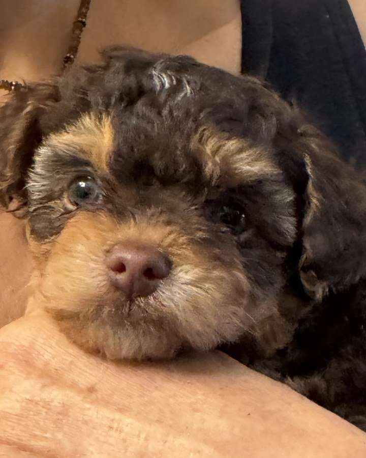 Biscotti