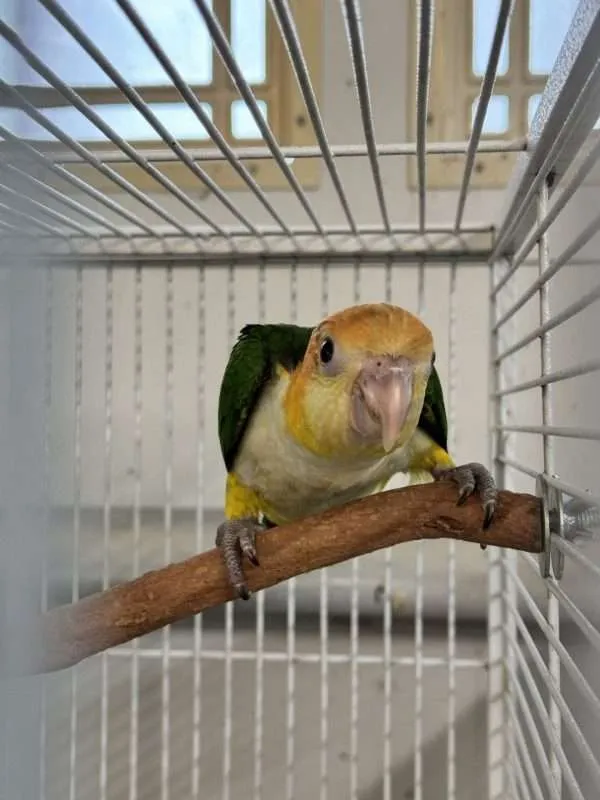White-bellied Caiques