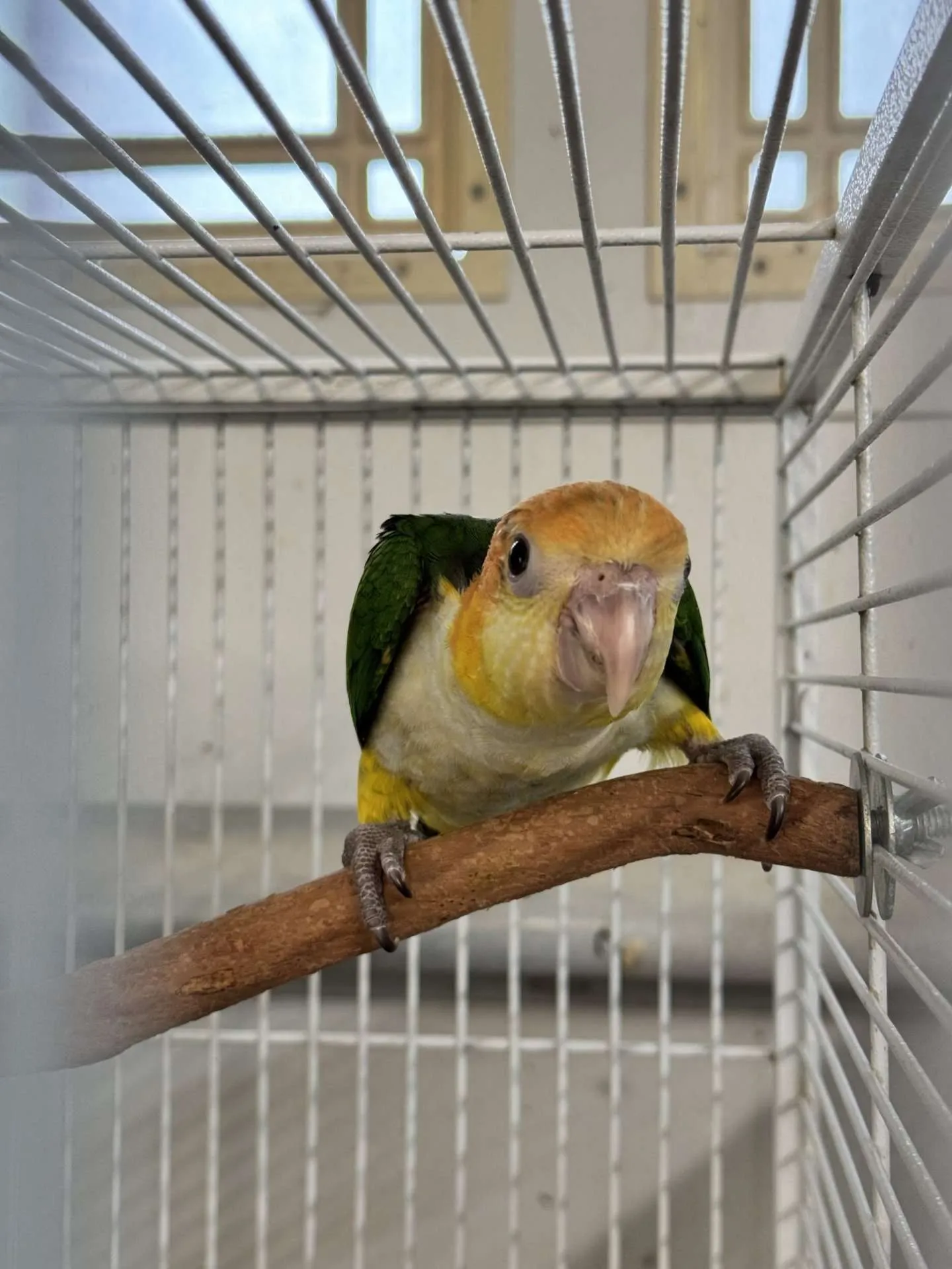 White-bellied Caiques