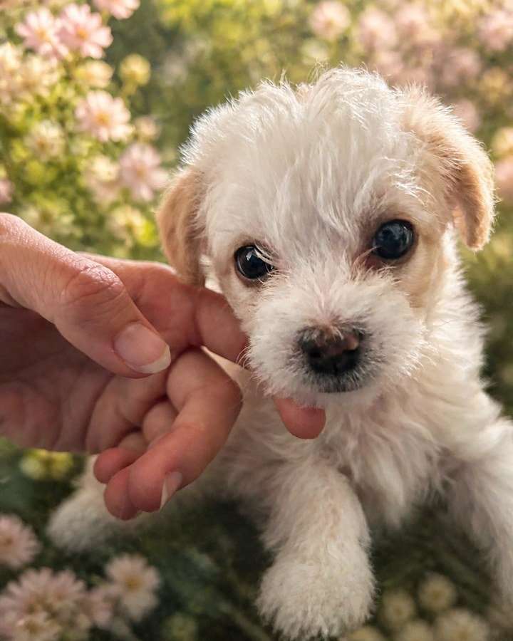 Maple
