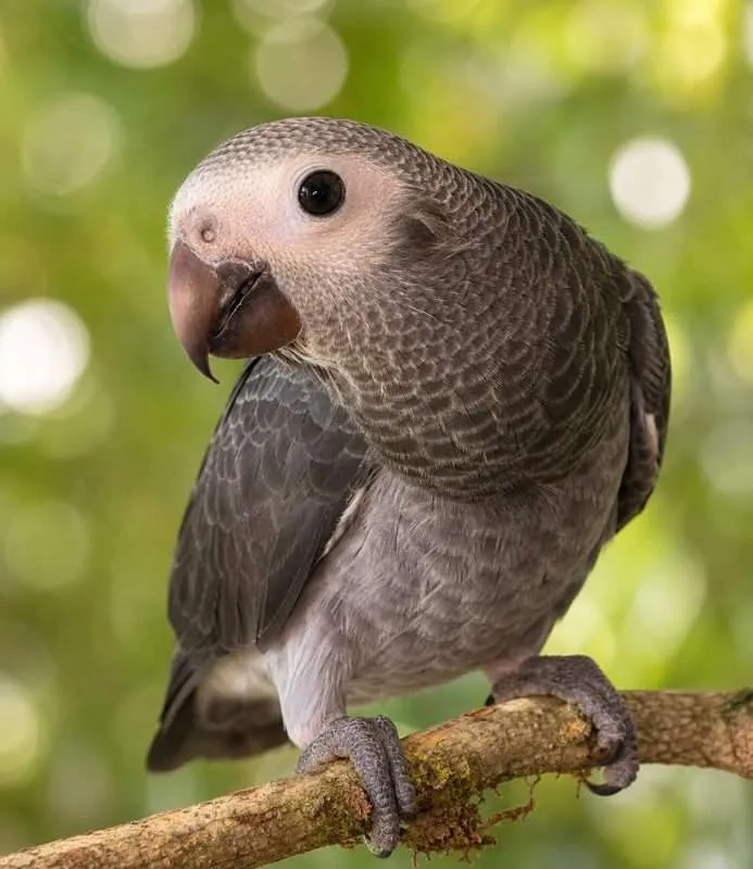 Baby Timnehs