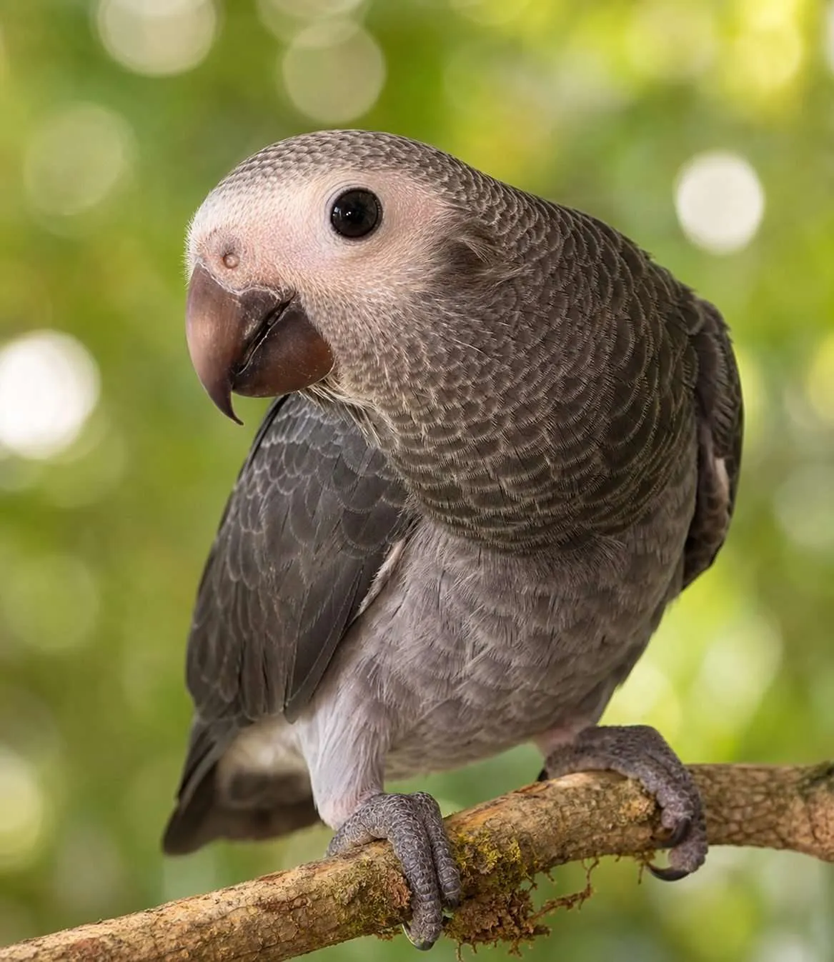 Baby Timnehs