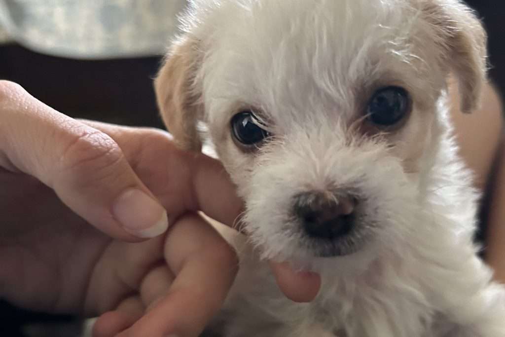 Maple, a female YorkiPoo puppy from the Rosie and Toby litter